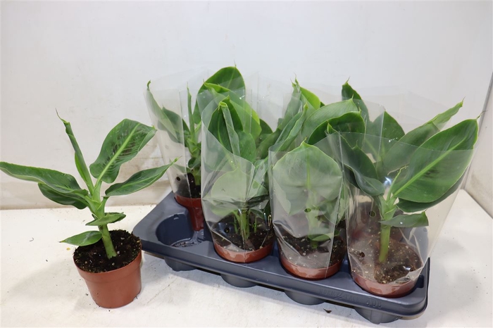 <h4>Musa Tropicana</h4>
