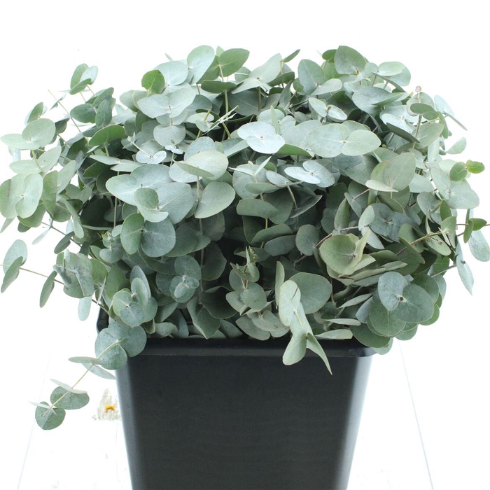 <h4>Euca Cinerea P Stem (10 Stems Per Bunch)</h4>