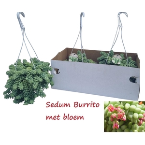 SEDUM BURRITO