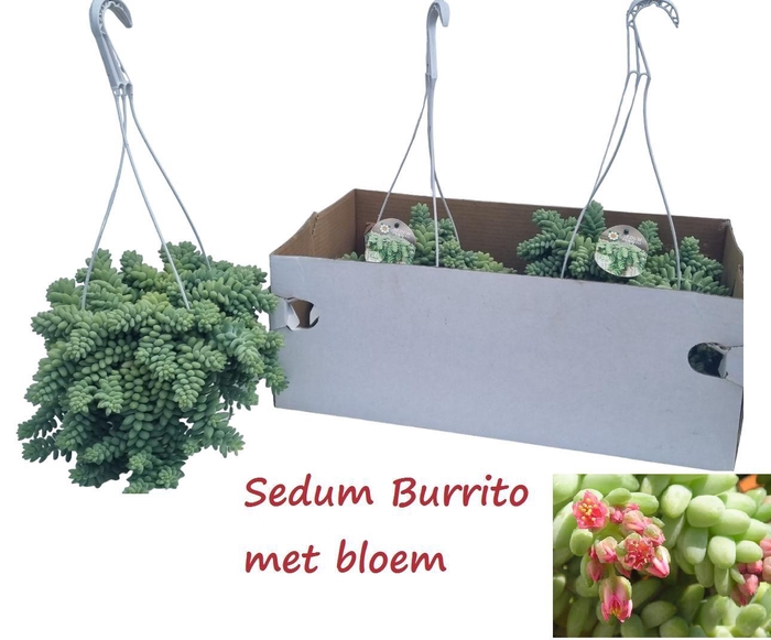 <h4>SEDUM BURRITO</h4>