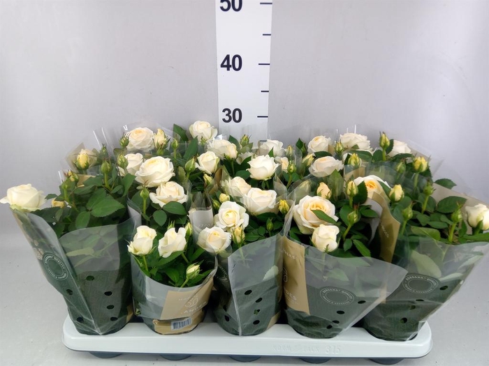 <h4>Rosa  'Belami Kordana'</h4>