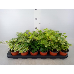 Hedera helix   ...mix 3