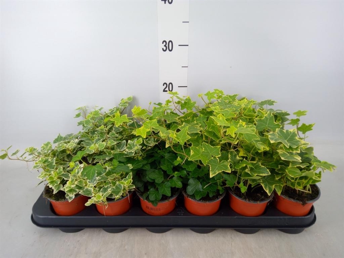 <h4>Hedera helix   ...mix 3</h4>