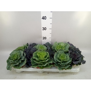 Brassica oler.