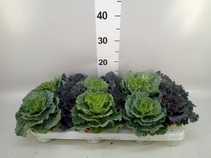 <h4>Brassica oler.</h4>
