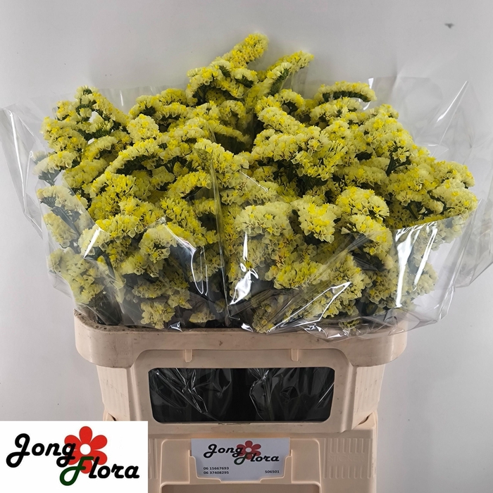 <h4>LIM S GLOSSY WINGS</h4>