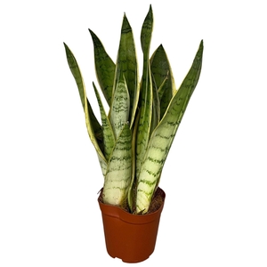 Sansevieria trif. overig