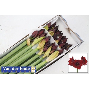 HIPP GA ROYAL VELVET