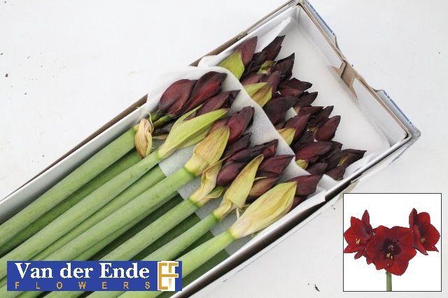 <h4>HIPP GA ROYAL VELVET</h4>