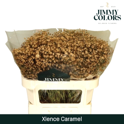 <h4>Gyps Xlence l70 Caramel</h4>