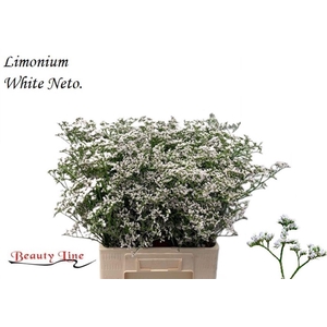 LIM CASPIUM WHITE NETO LIM WHITE NE