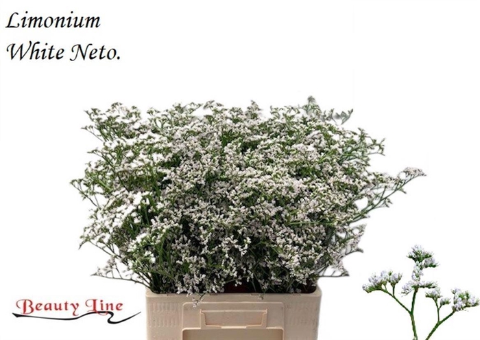 <h4>LIM CASPIUM WHITE NETO LIM WHITE NE</h4>