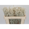 Amaranthus Yearming Desert