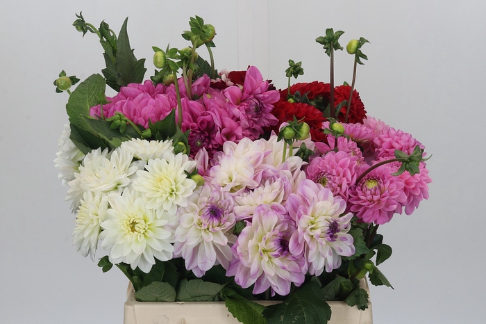 <h4>Dahlia Gemengd in fust</h4>