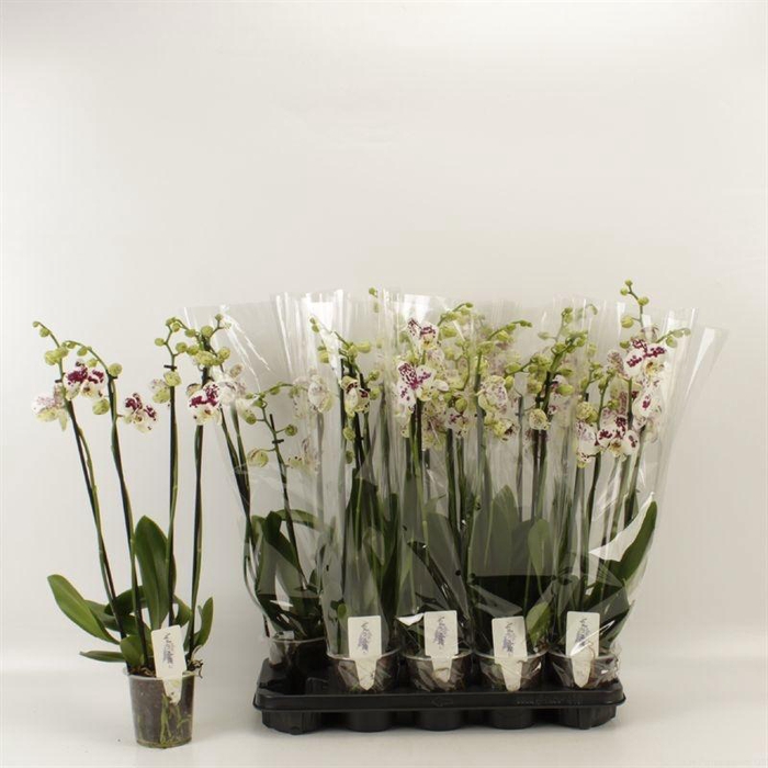 <h4>PHAL AN MARRAKESH</h4>