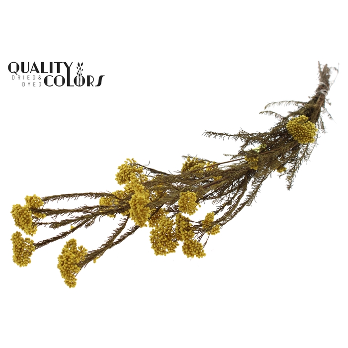 <h4>Rice Flower Preserved per bunch Yellow</h4>