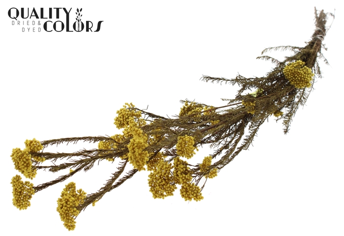 Rice Flower Preserved per bunch Yellow