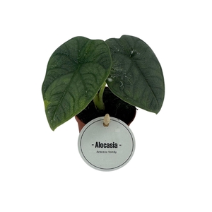 Alocasia Melo