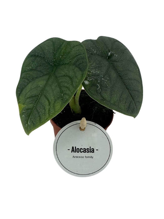 <h4>Alocasia Melo</h4>