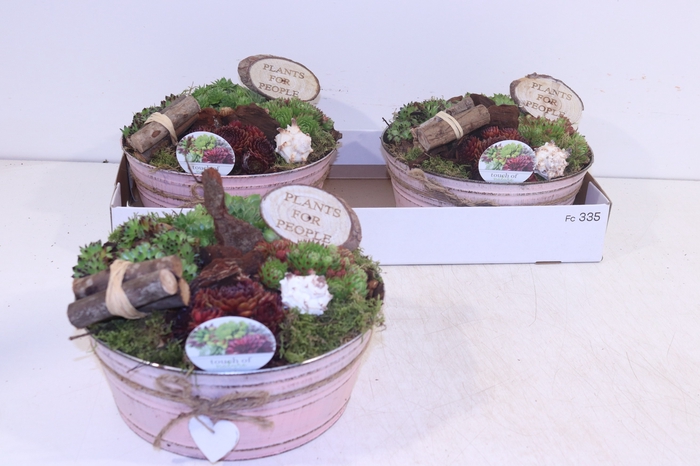 <h4>ARR SEMPERVIVUM</h4>