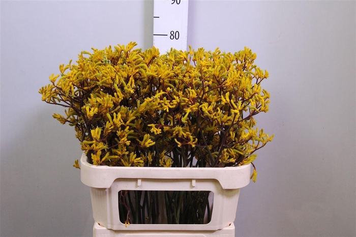 <h4>Anigoz Yellow G</h4>