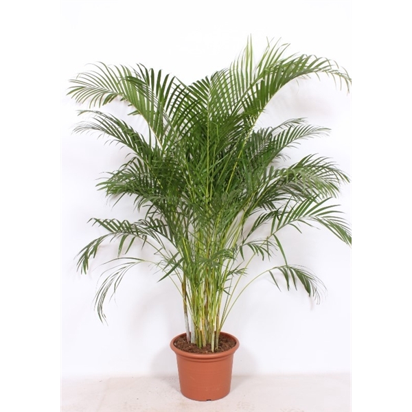 <h4>Chrysalidocarpus lutescens overig</h4>