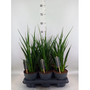 Sansevieria kirkii 'Friends'