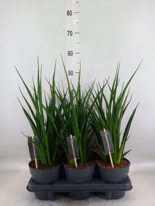 <h4>Sansevieria kirkii 'Friends'</h4>