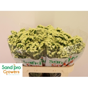 LIM S STARLIGHT WING