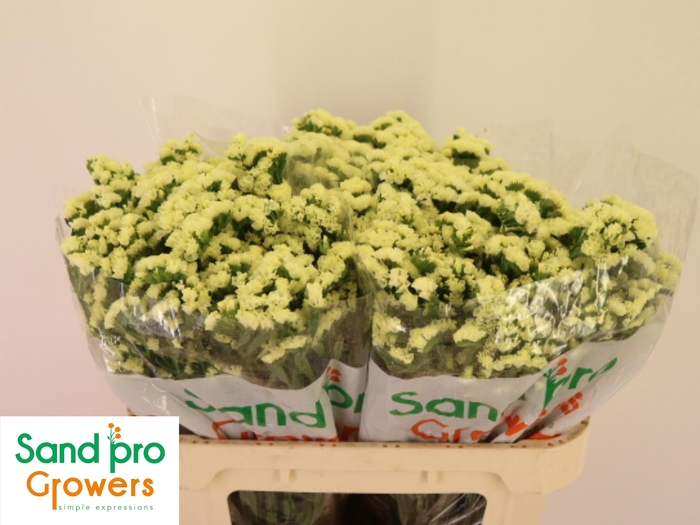 <h4>LIM S STARLIGHT WING</h4>