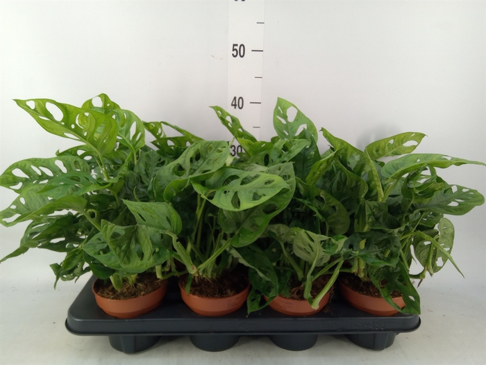 <h4>Monstera obliqua 'Leichtlinii'</h4>