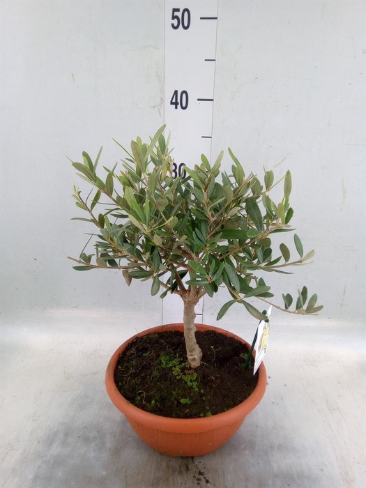 <h4>Olea europaea</h4>
