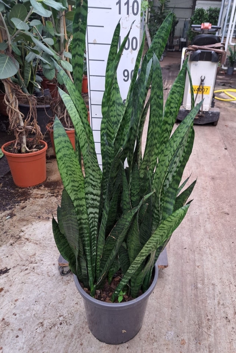 <h4>Sansevieria zeylanica</h4>