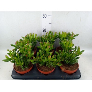 Crassula ovata 'Trompet'