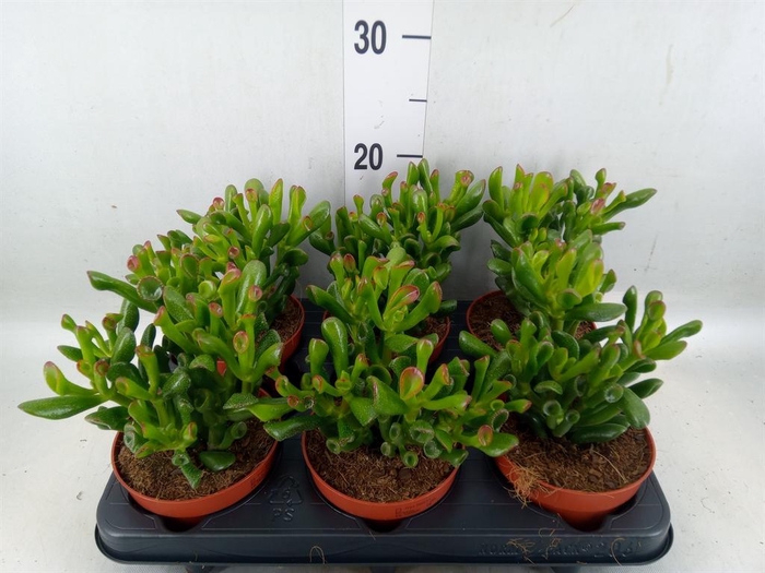<h4>Crassula ovata 'Trompet'</h4>