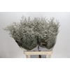 Limonium ov Misty White