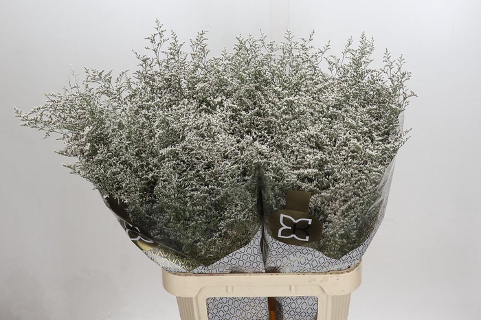 Limonium ov Misty White