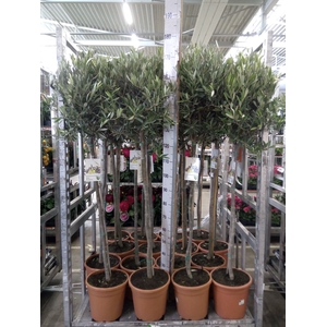 Olea europaea