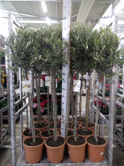 <h4>Olea europaea</h4>