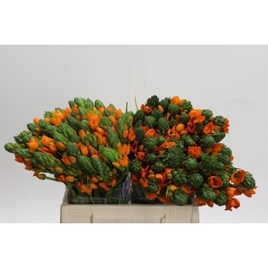 Ornithogalum Dubium Sunshine