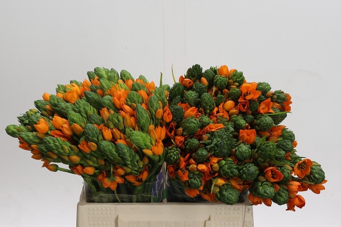 <h4>Ornithogalum Dubium Sunshine</h4>