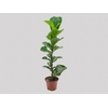 FICUS LYRATA BAMBINO P15 COMPACTO