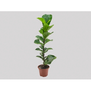 FICUS LYRATA BAMBINO P15 COMPACTO
