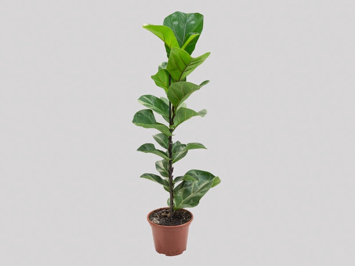 <h4>FICUS LYRATA BAMBINO P15 COMPACTO</h4>