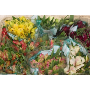 ALSTROEMERIA VARIADO 080 CM