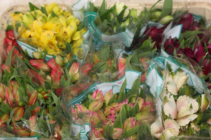 <h4>ALSTROEMERIA VARIADO 080 CM</h4>