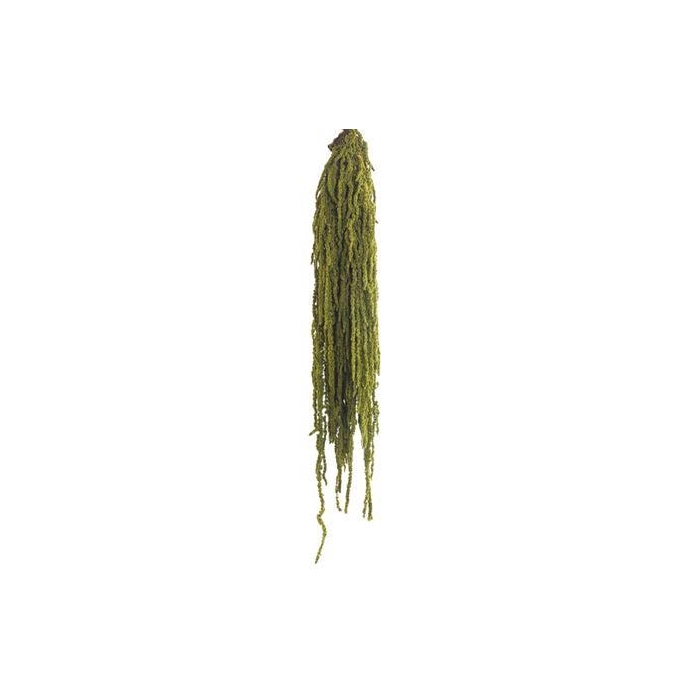 <h4>Amaranthus Green</h4>
