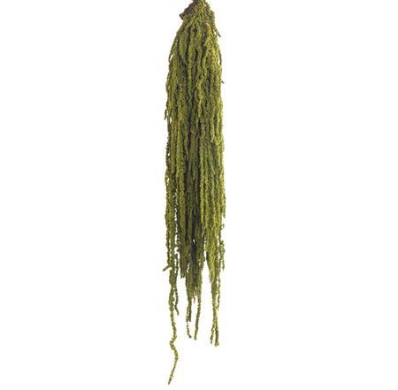 <h4>Amaranthus Green</h4>