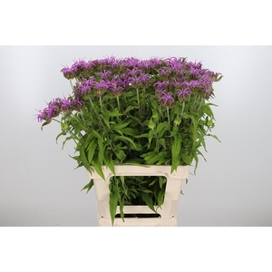 Monarda Pink Supreme