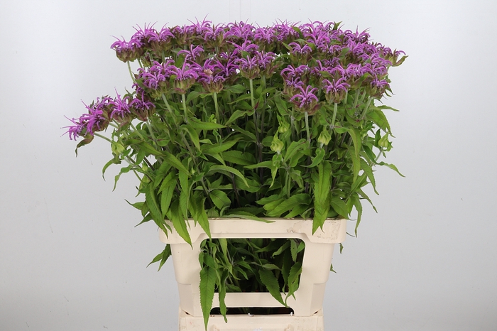 <h4>Monarda Pink Supreme</h4>